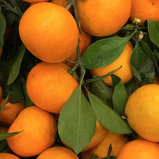 a bunch of tangerines