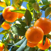 a bunch of tangerines